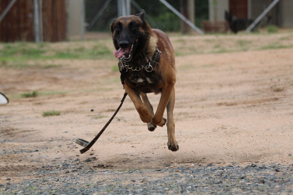 malinois dog runs during a bachelor party in Budapest