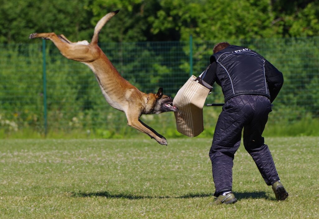 trained dog attack stag prank in Budapest