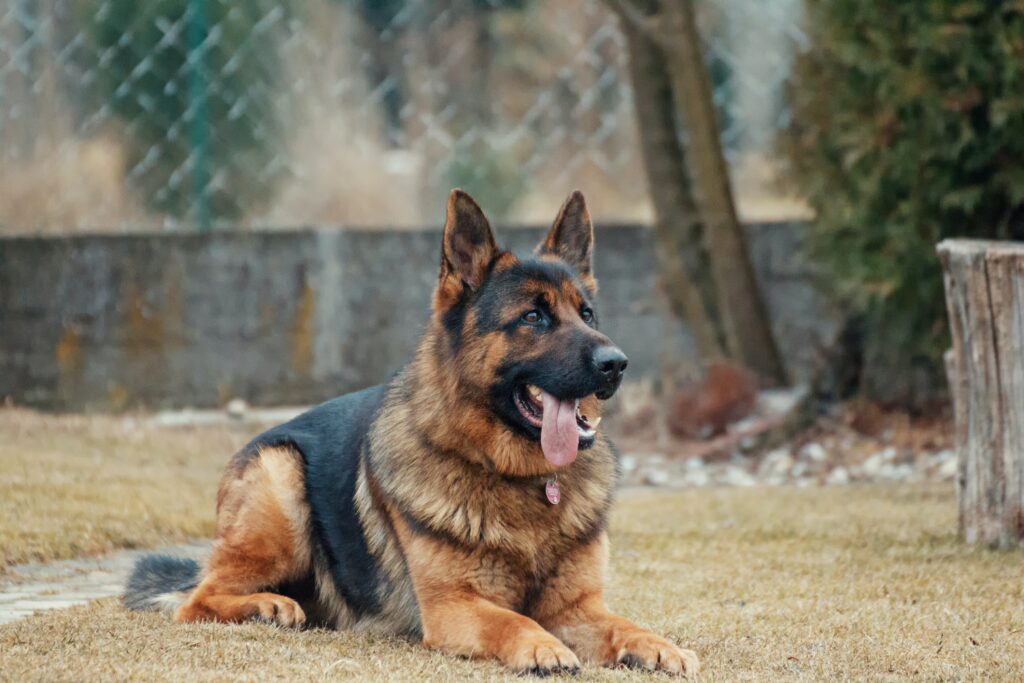 trained german shepperd in Hungary
