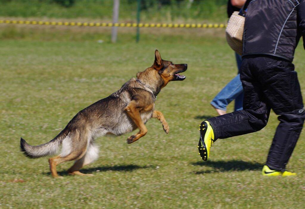 dog attack prank for bachelor party