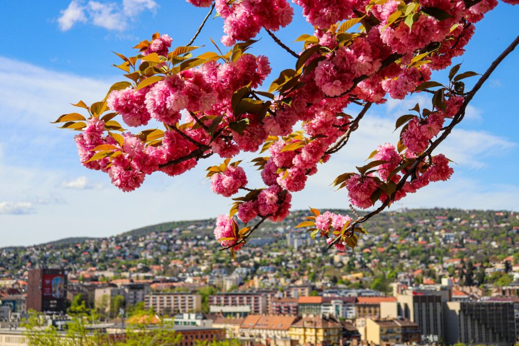 Spring in Budapest stag weekend vibrant pink cherry blossoms frame the cityscape, with colorful rooftops and rolling hills under a clear blue sky